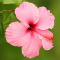 Hibiscus Rosa